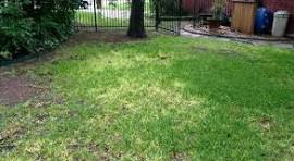 Root Rot in Lawns and How Westfall’s Treats It